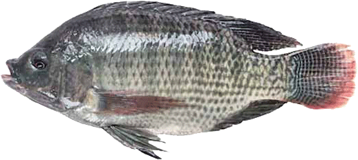 thumbnail image 2 of Lakeway Tilapia Pro Pack 400 Tilapia Food - 8 Ounces 2 of 12